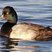 Lesser Scaup